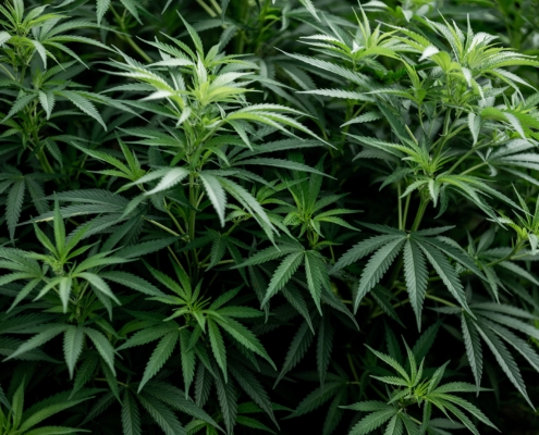 Close up, cannabis plant hemp bush