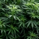 Close up, cannabis plant hemp bush